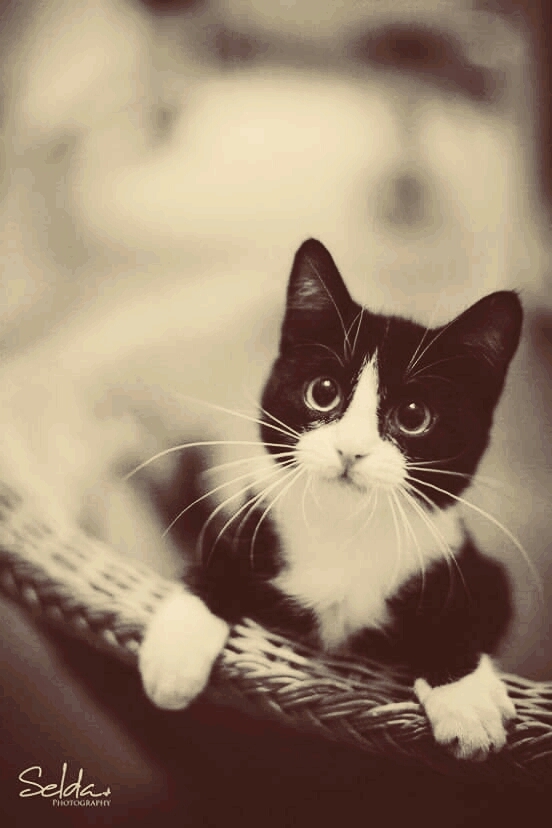 kitty