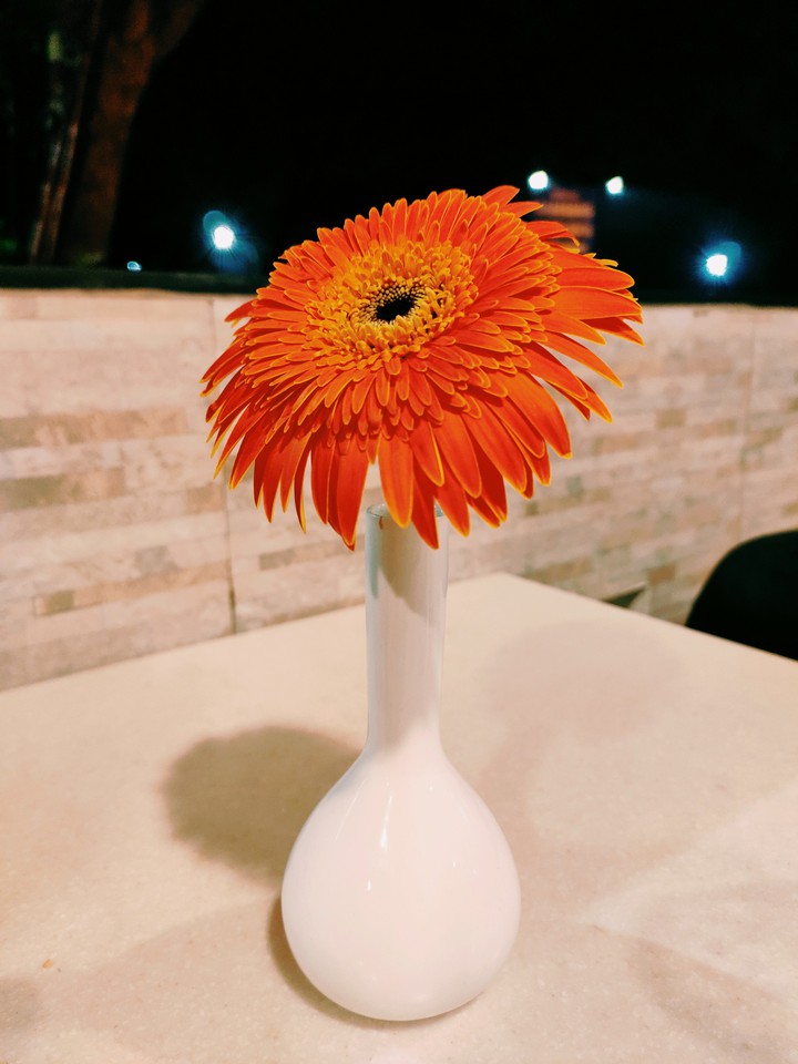 good evening:) says the flower!