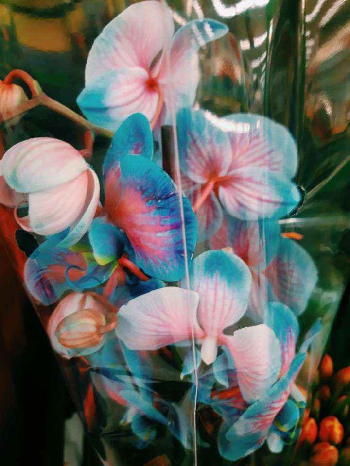 orchidea:-))