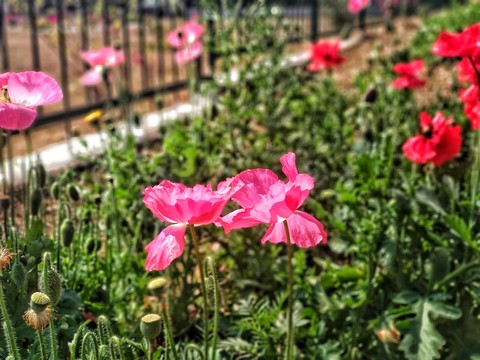 pink flower