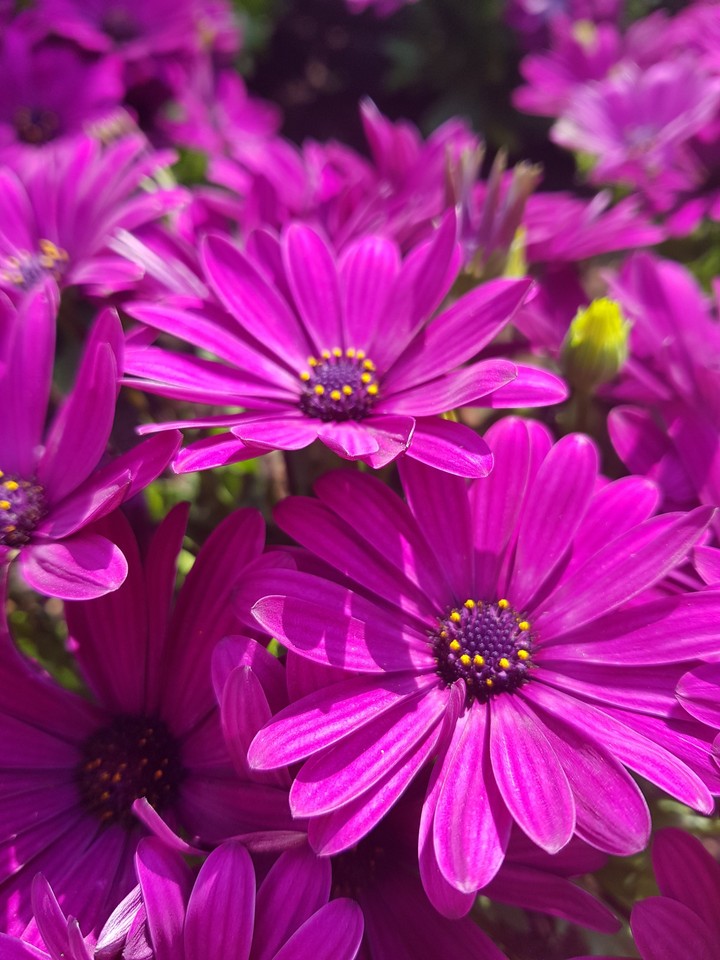 flowers