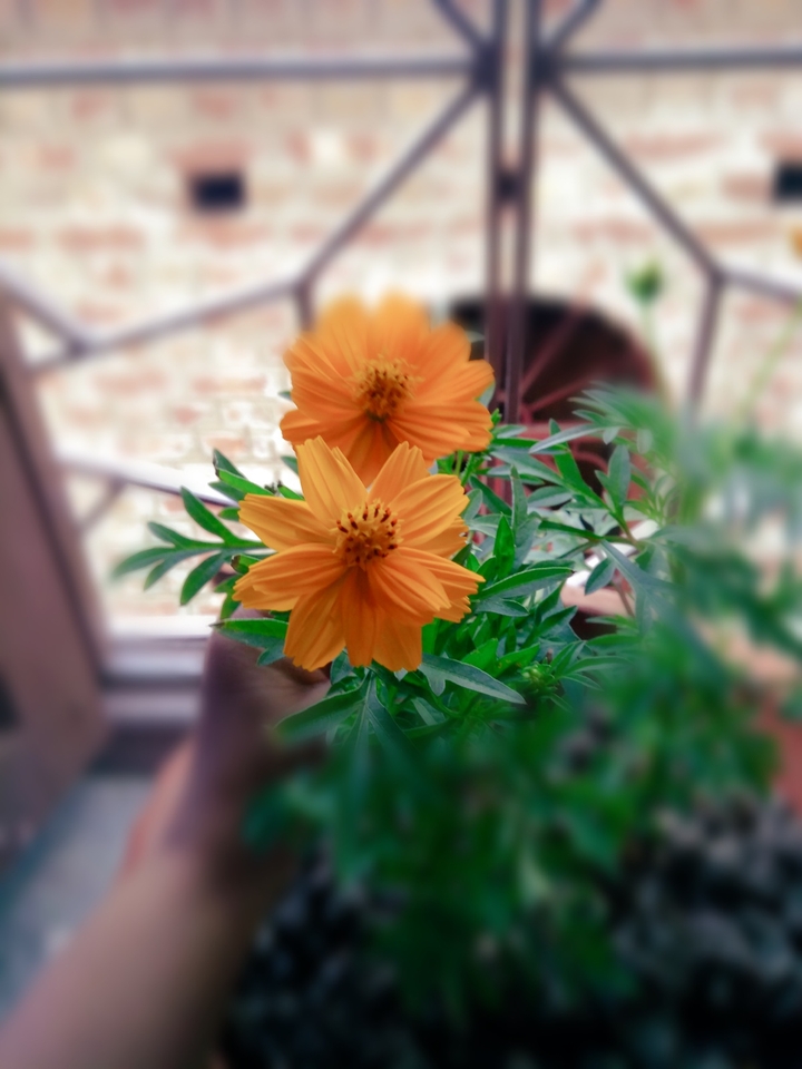 morning dew