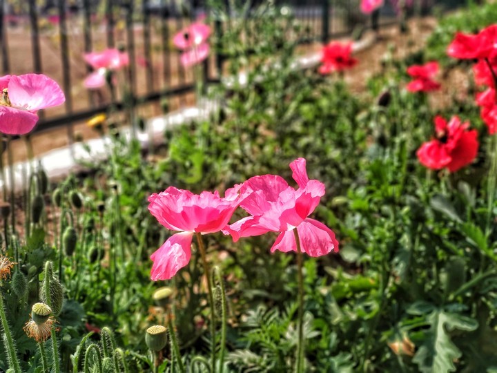 pink flower