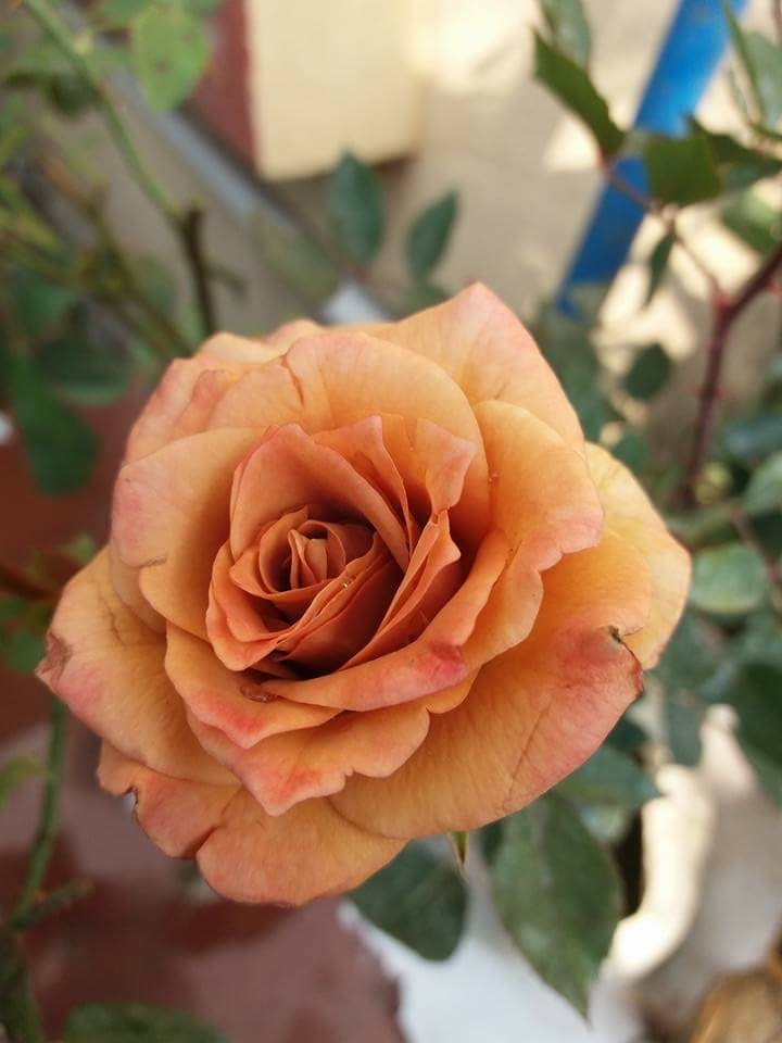 rose