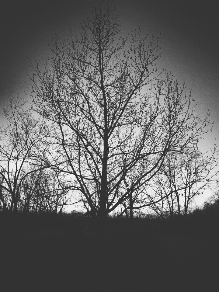 Tree black and white