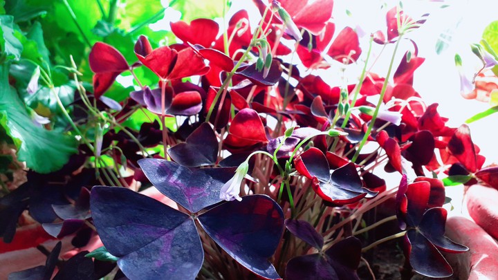 The Flower