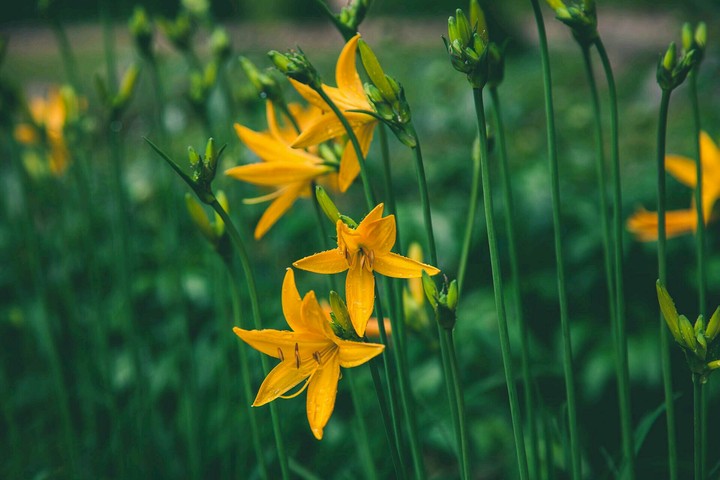 Lily