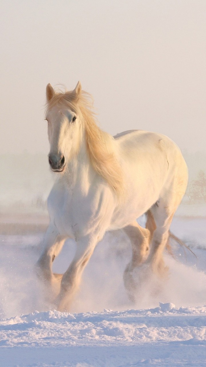 caballo