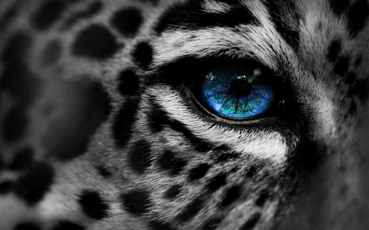 Tiger blue eye
