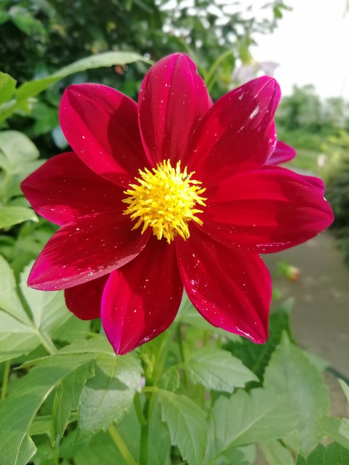 flower
