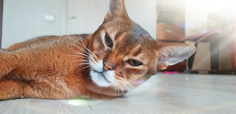 cat