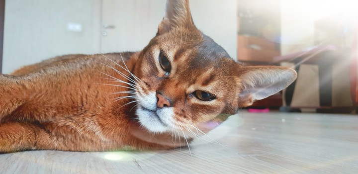 cat