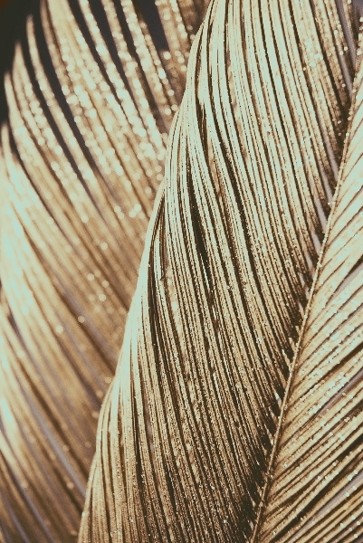 Golden Feather