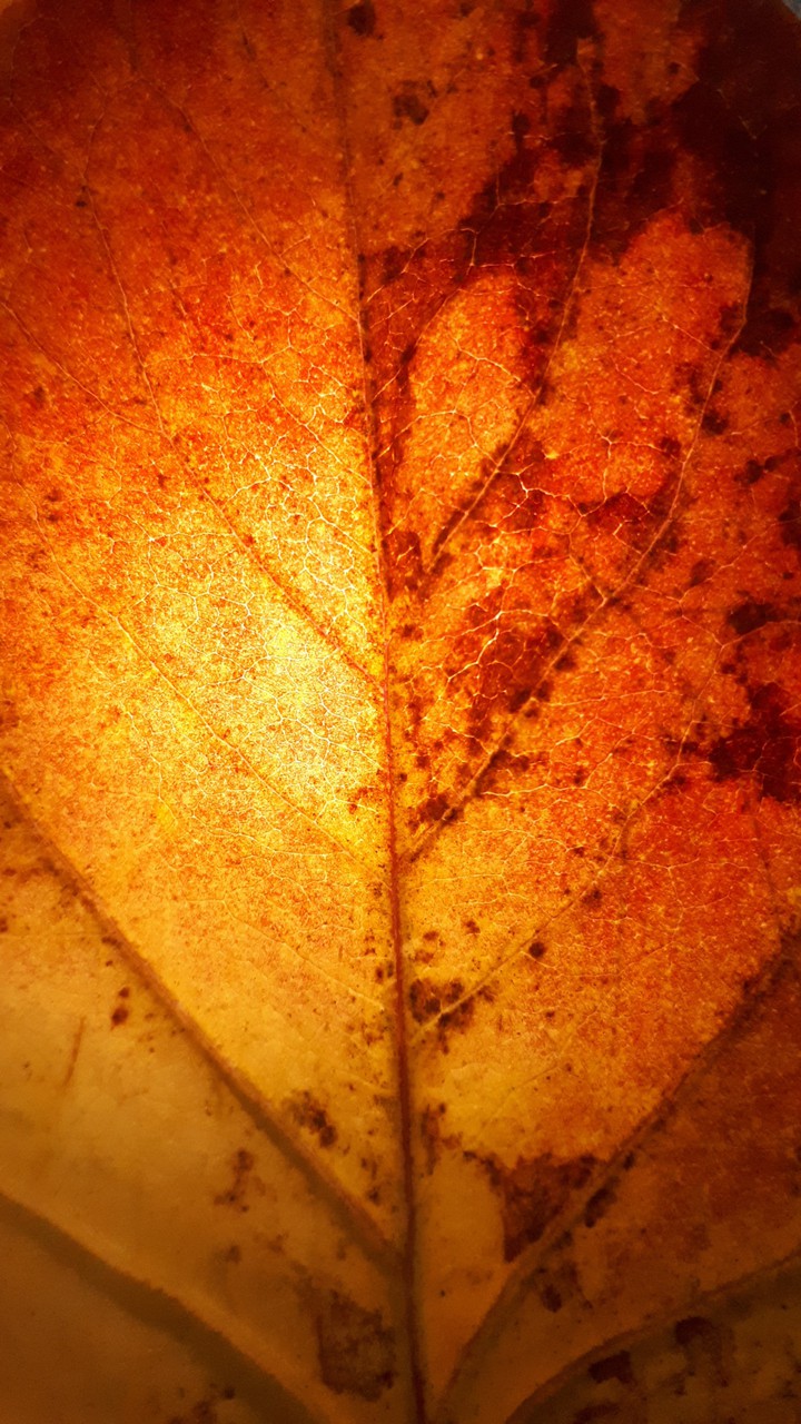 leaf