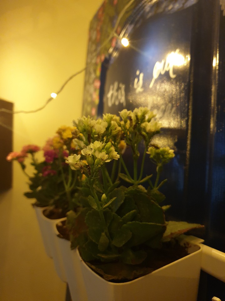 flowers