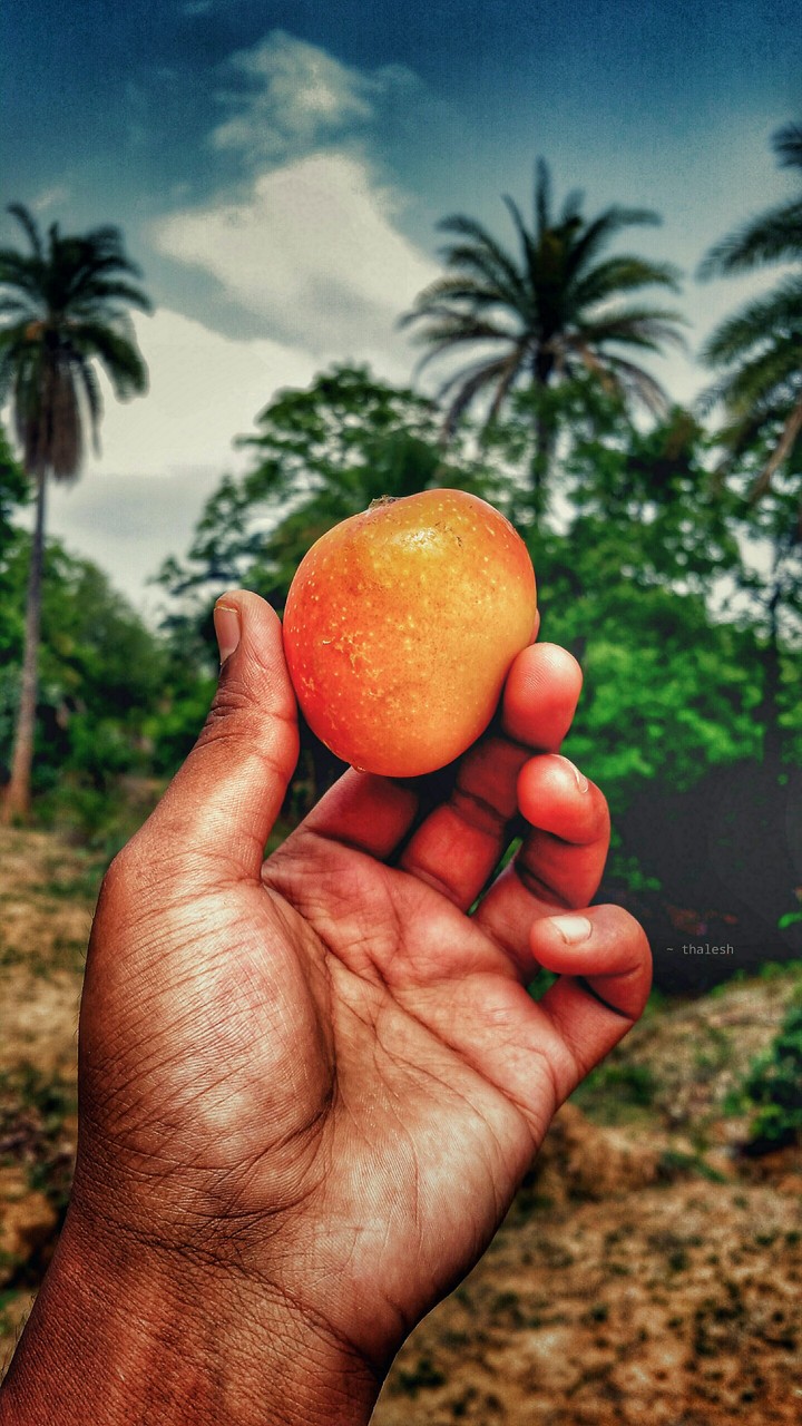 summer season mango