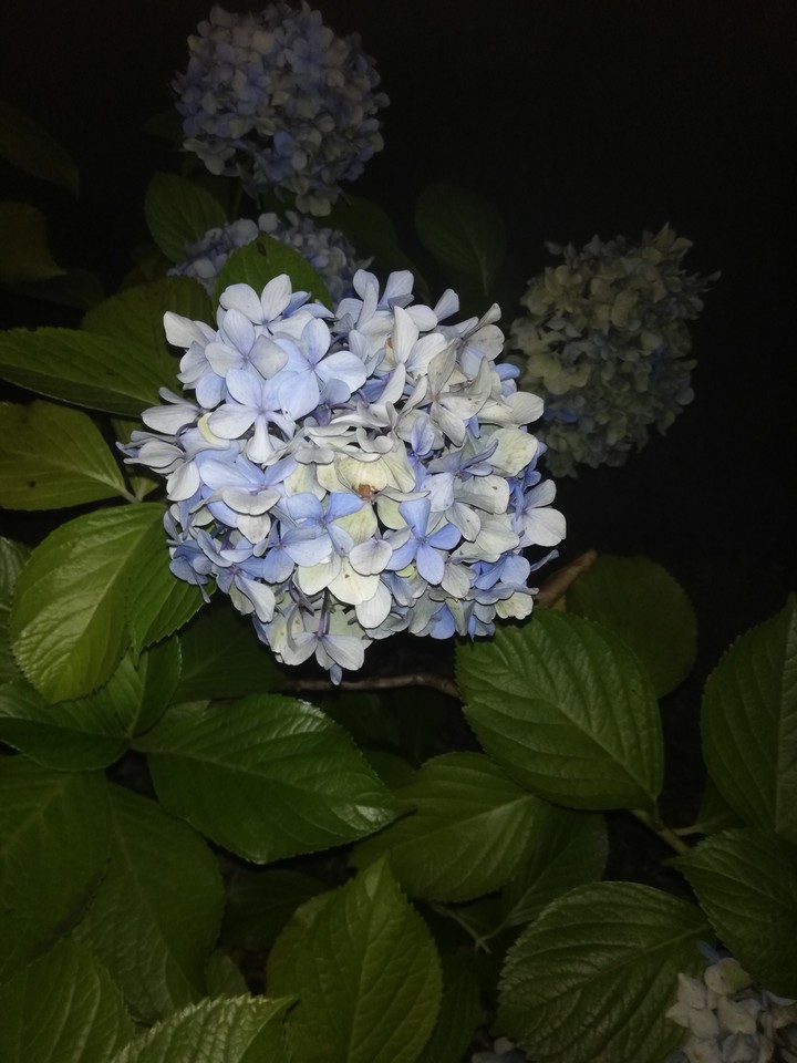 blue flower
