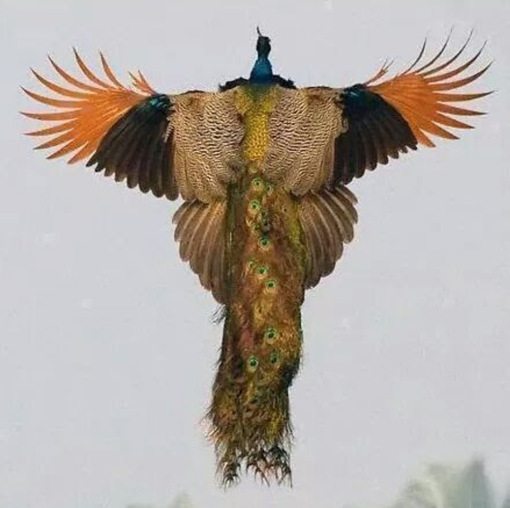 Flying Peacock