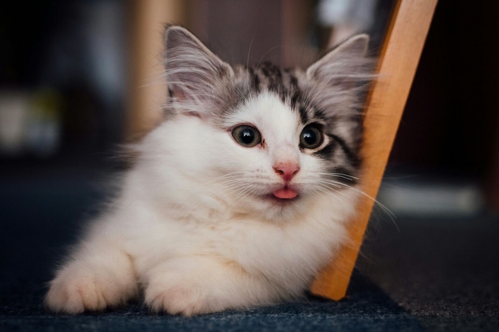 white cat ;-)