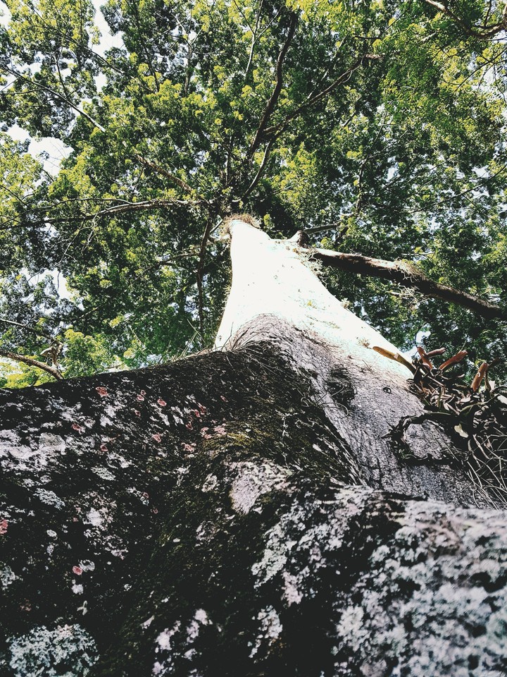 jardin botanico Rio