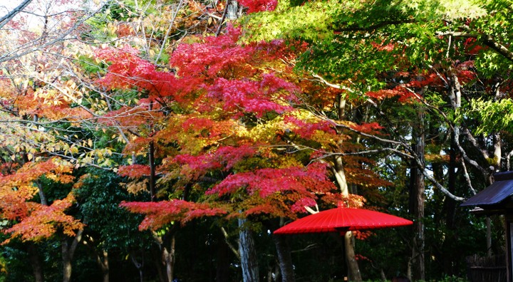 紅葉と和傘