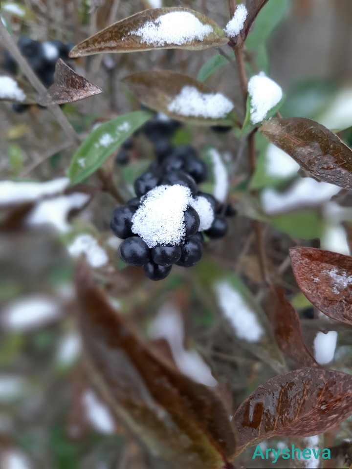 Winter