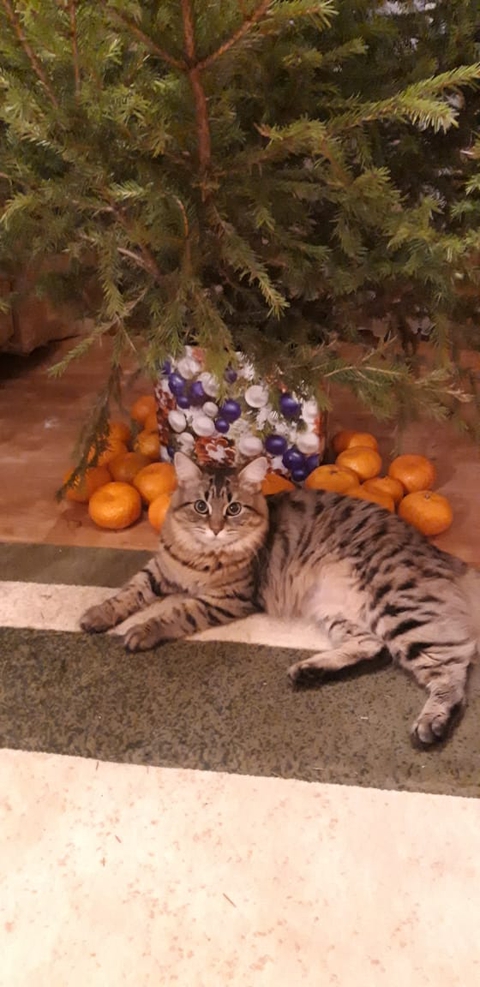 Киса под елкой