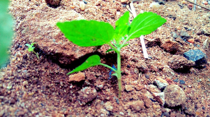 small plant HD