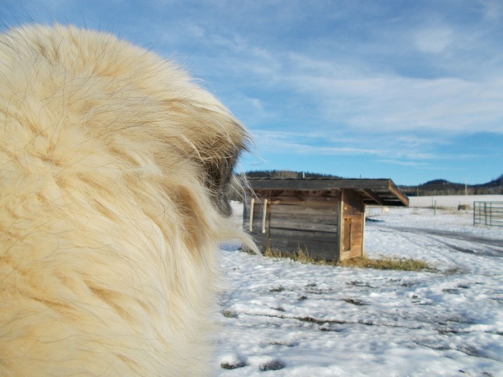 Dog look in the future