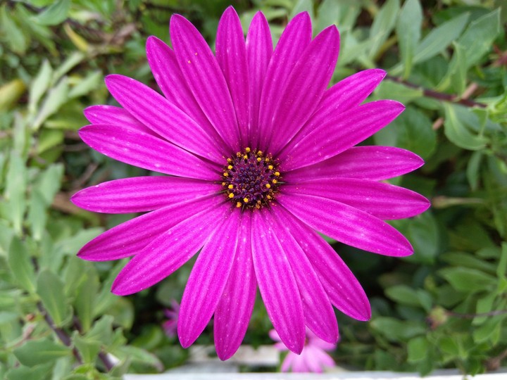 Purpple Magenta