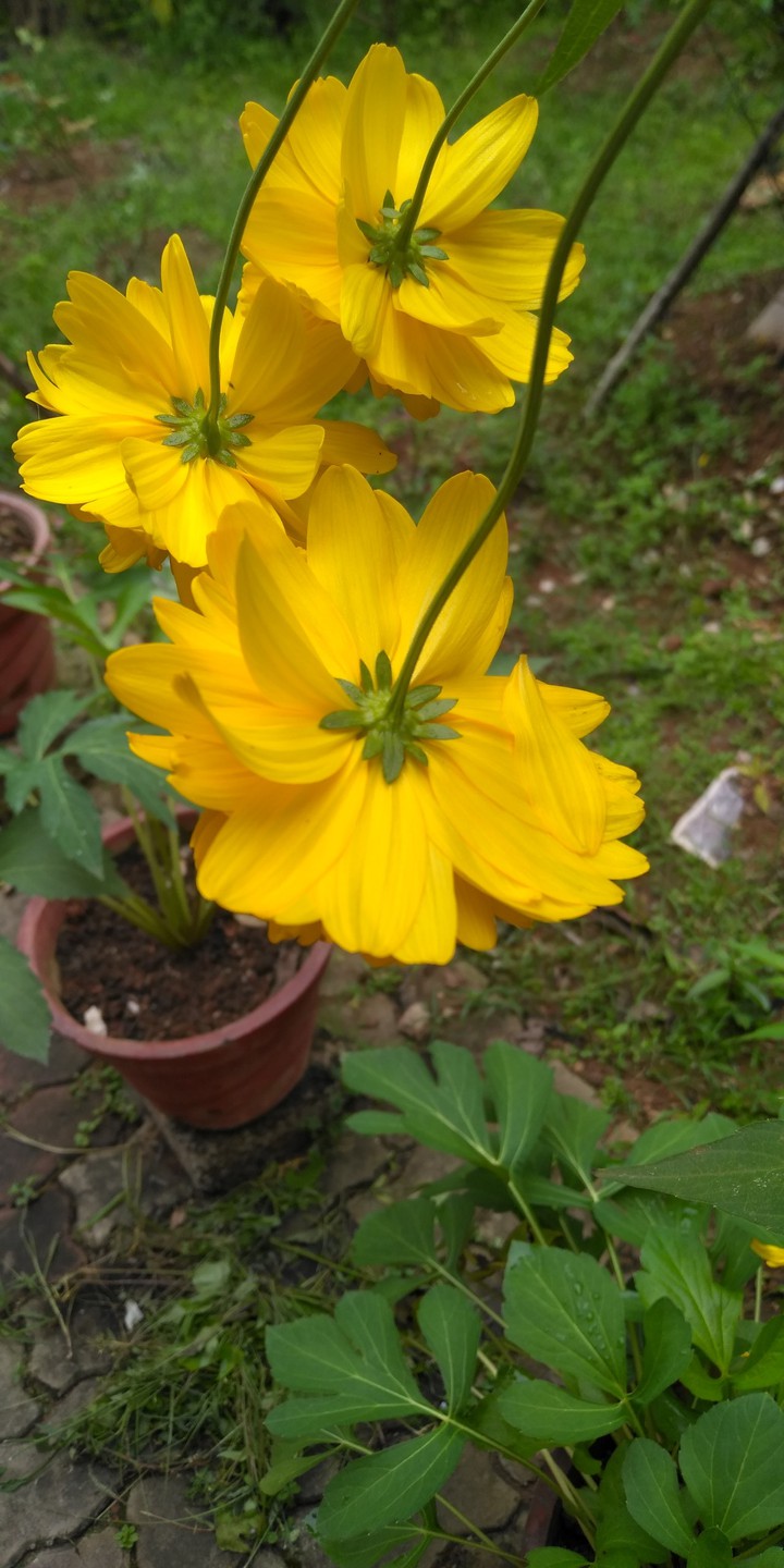 Yellowing
