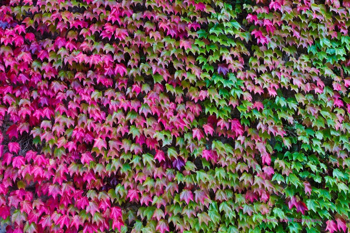 Autumn❤