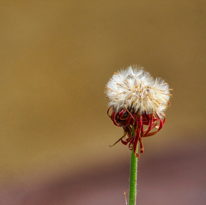 dandelion