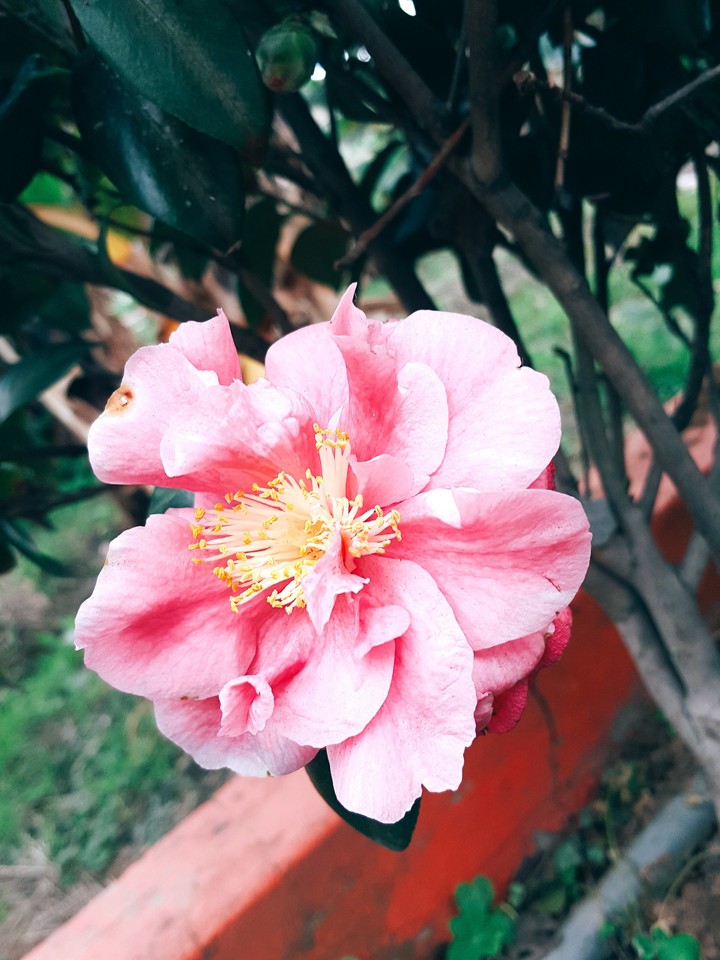 花朵