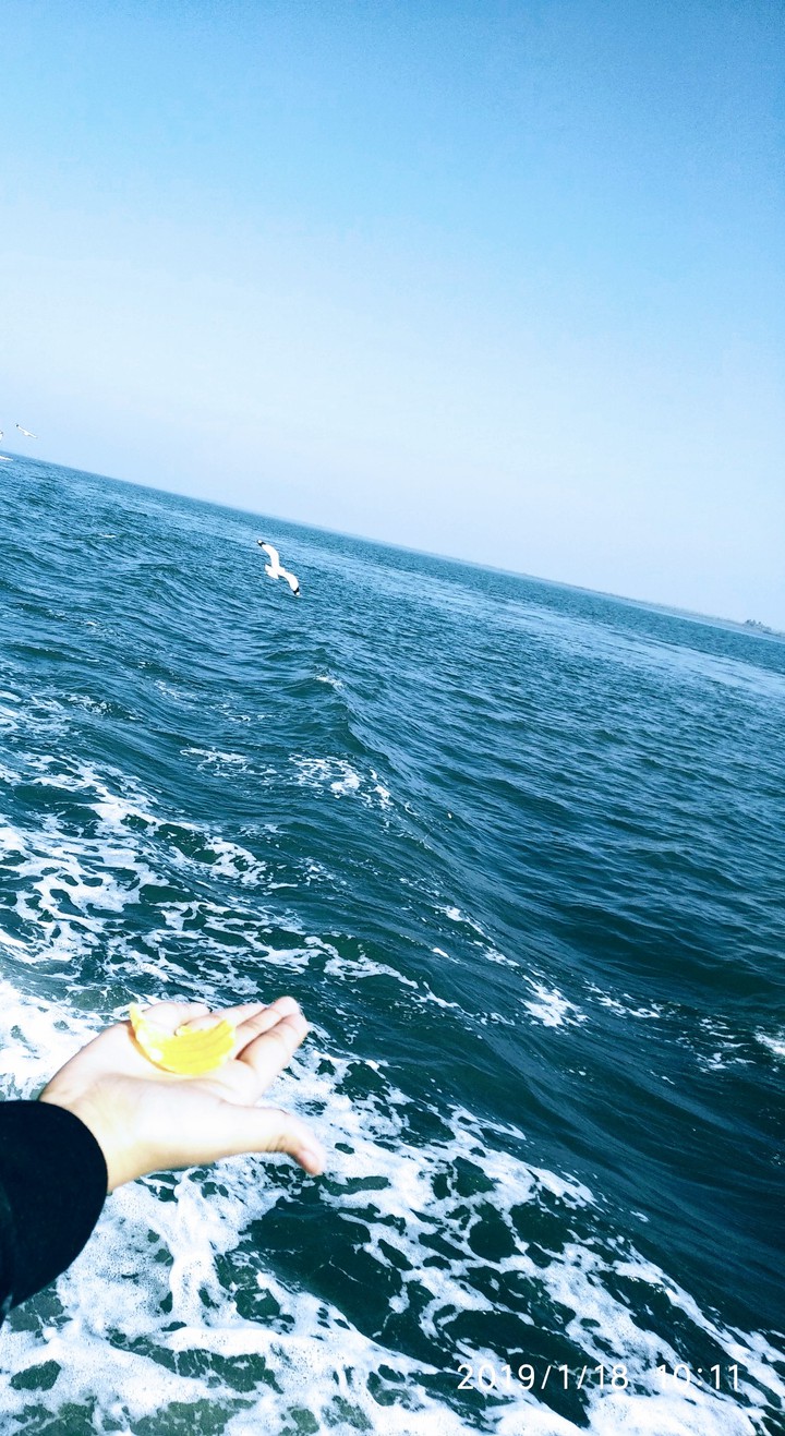 Sea Birds