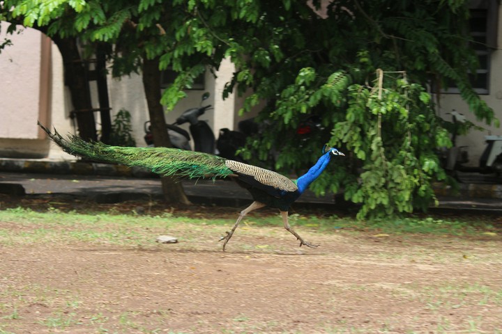 peacock