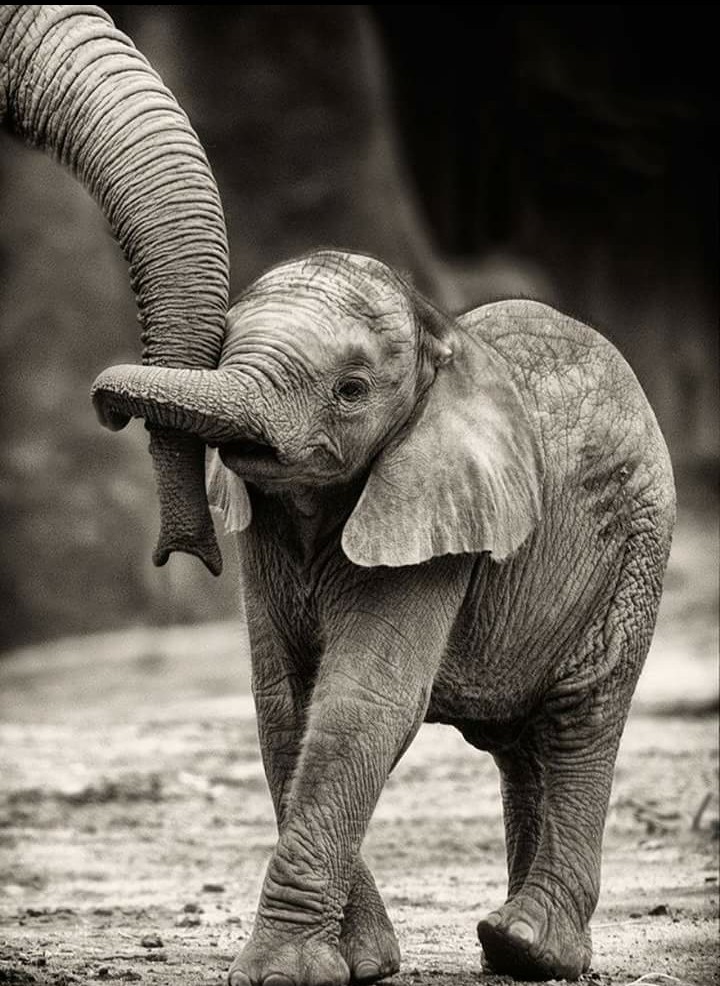 baby elephant