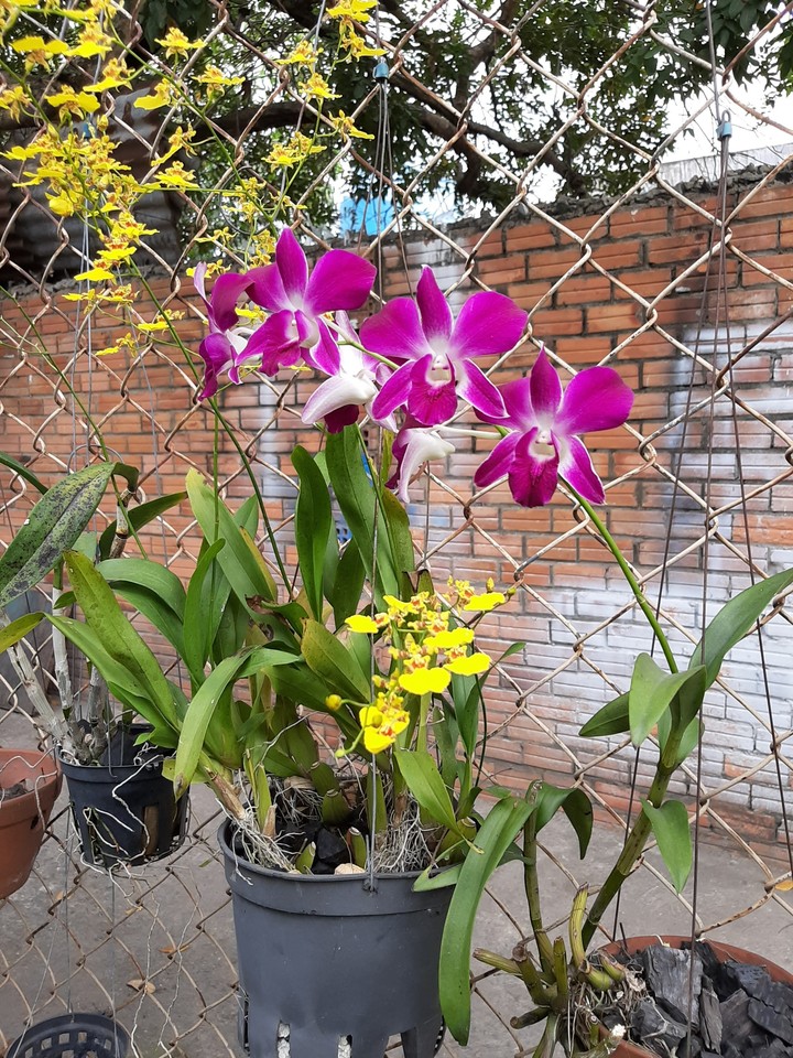 flower