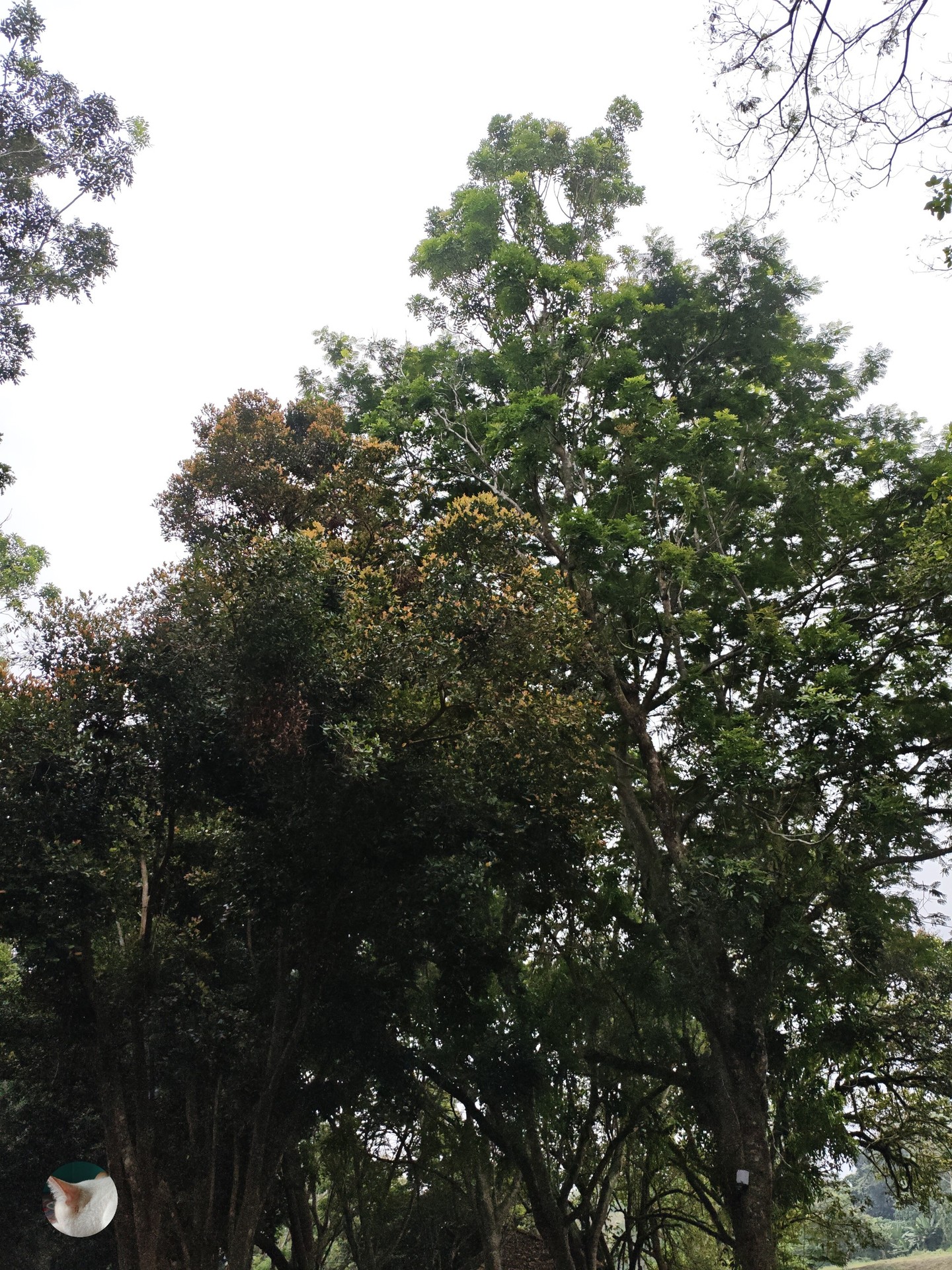 sfondi evergreen, tree