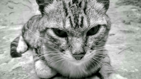 cat_1