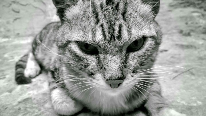 cat_1