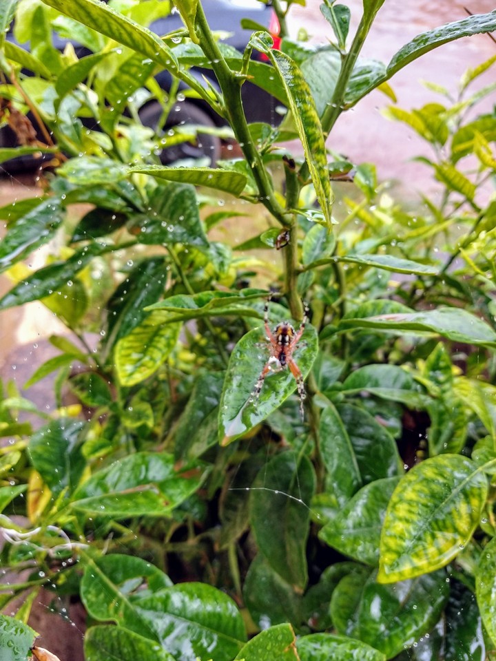 spider