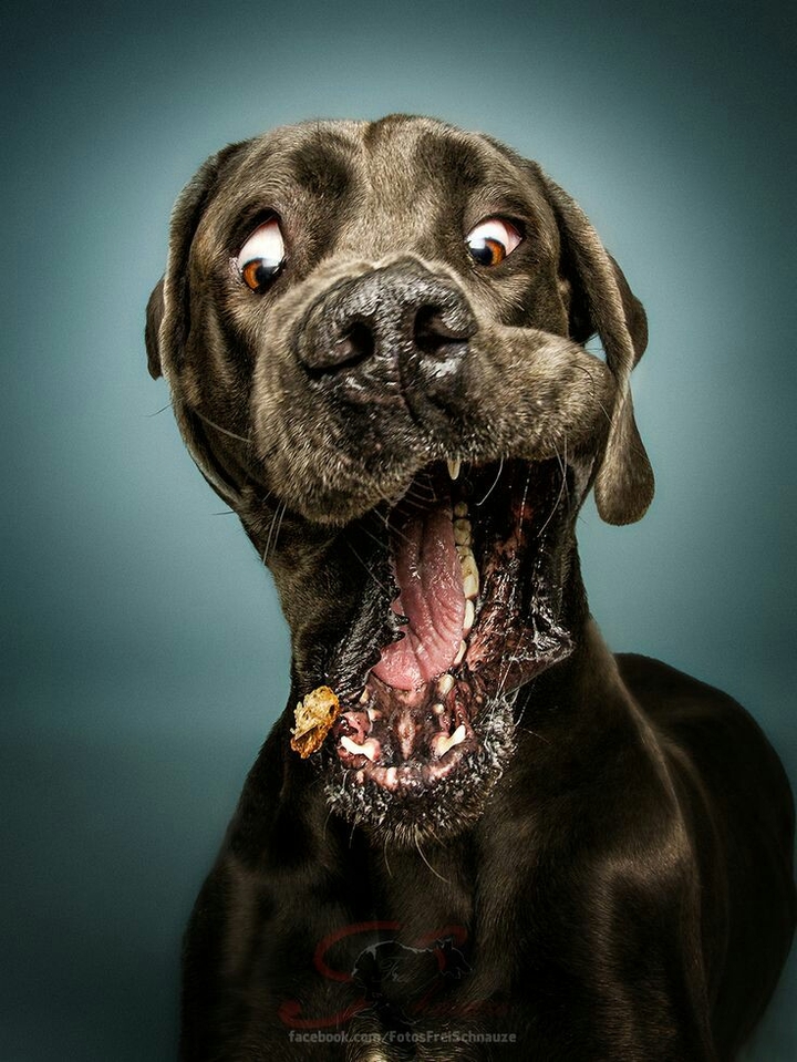 cão