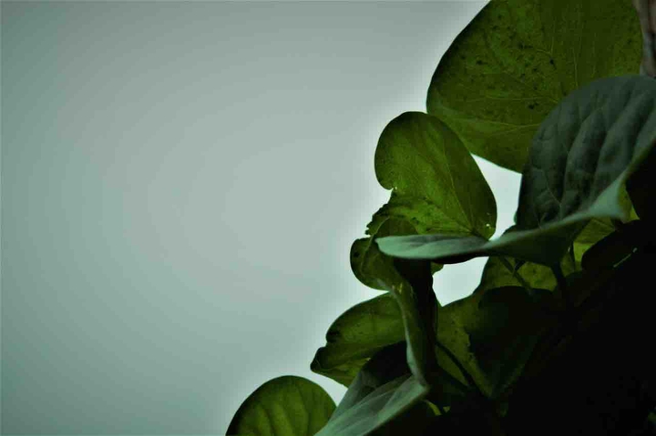 leaf