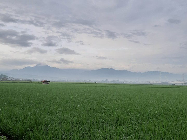Rice field