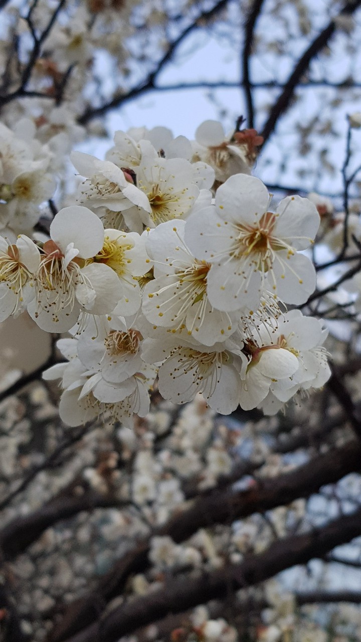 spring flower pretty