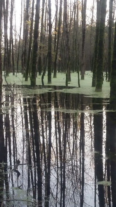 reflection