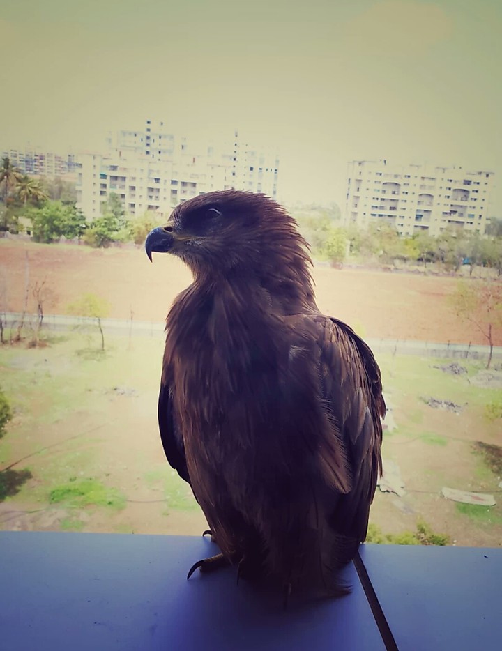 sanjit
