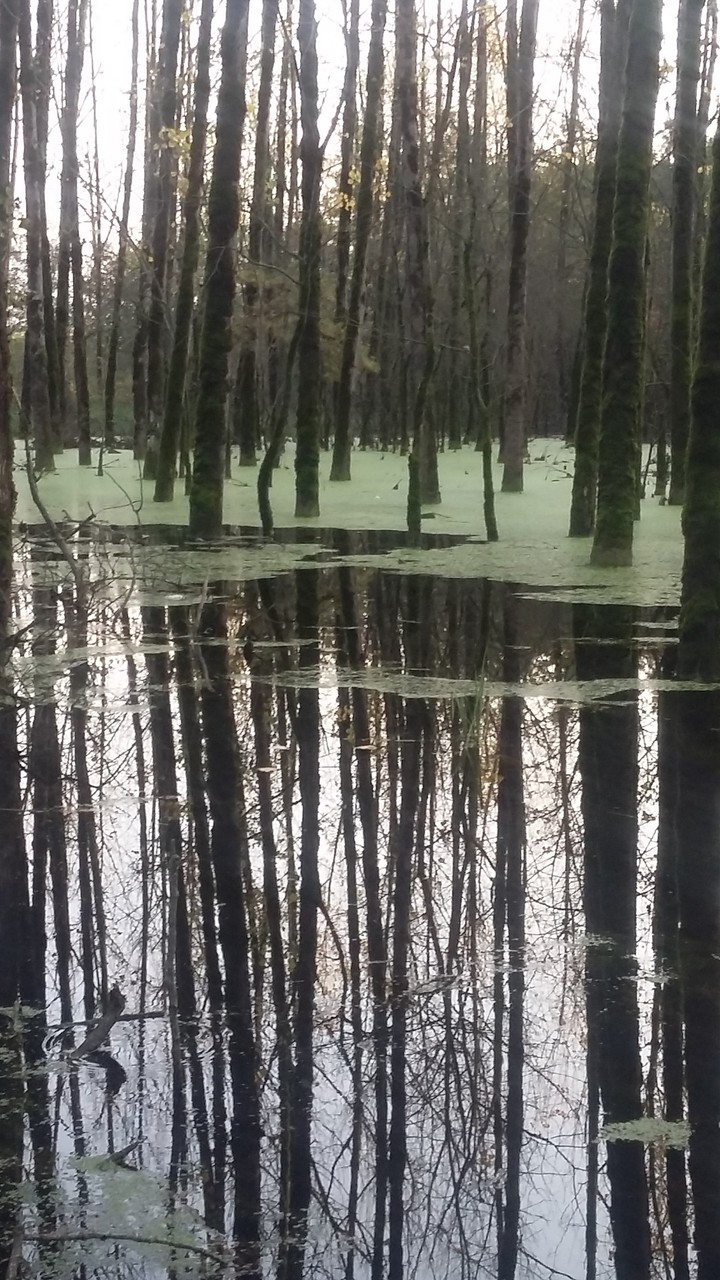 reflection