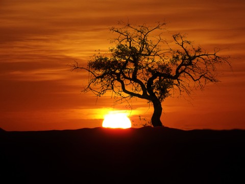 Nature